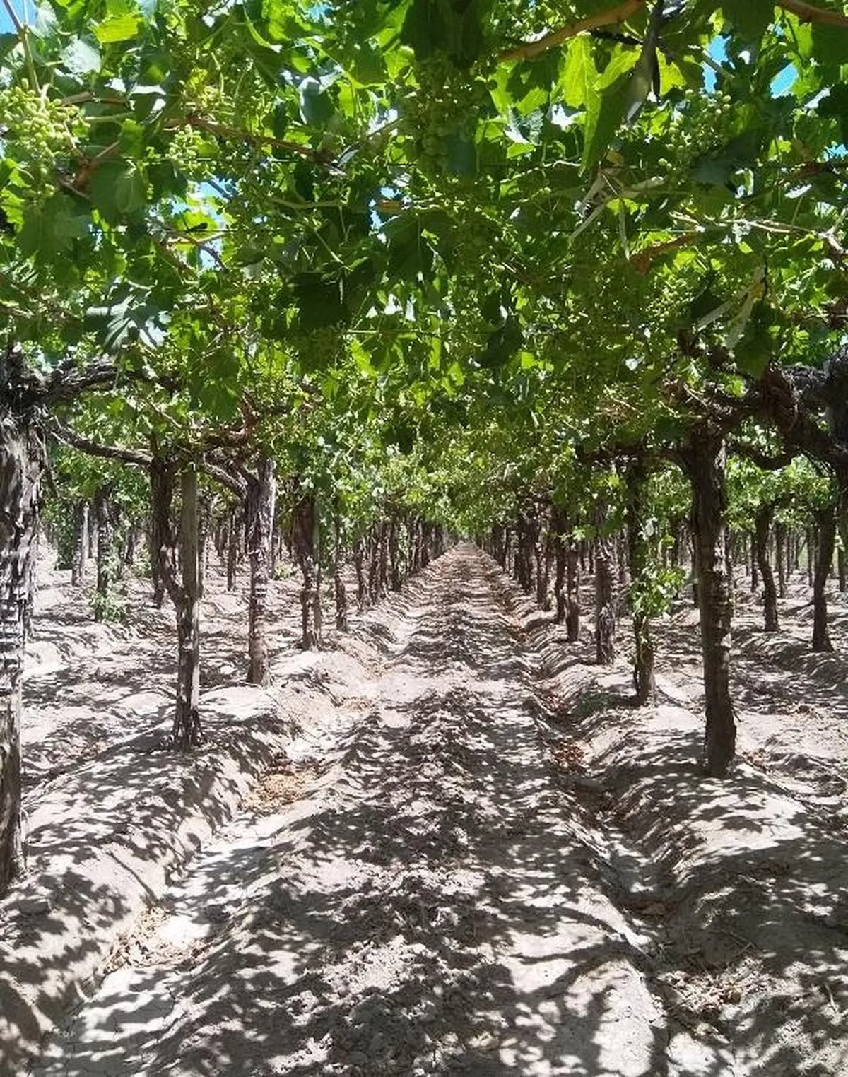 Viñedos tratados con Evoalgas