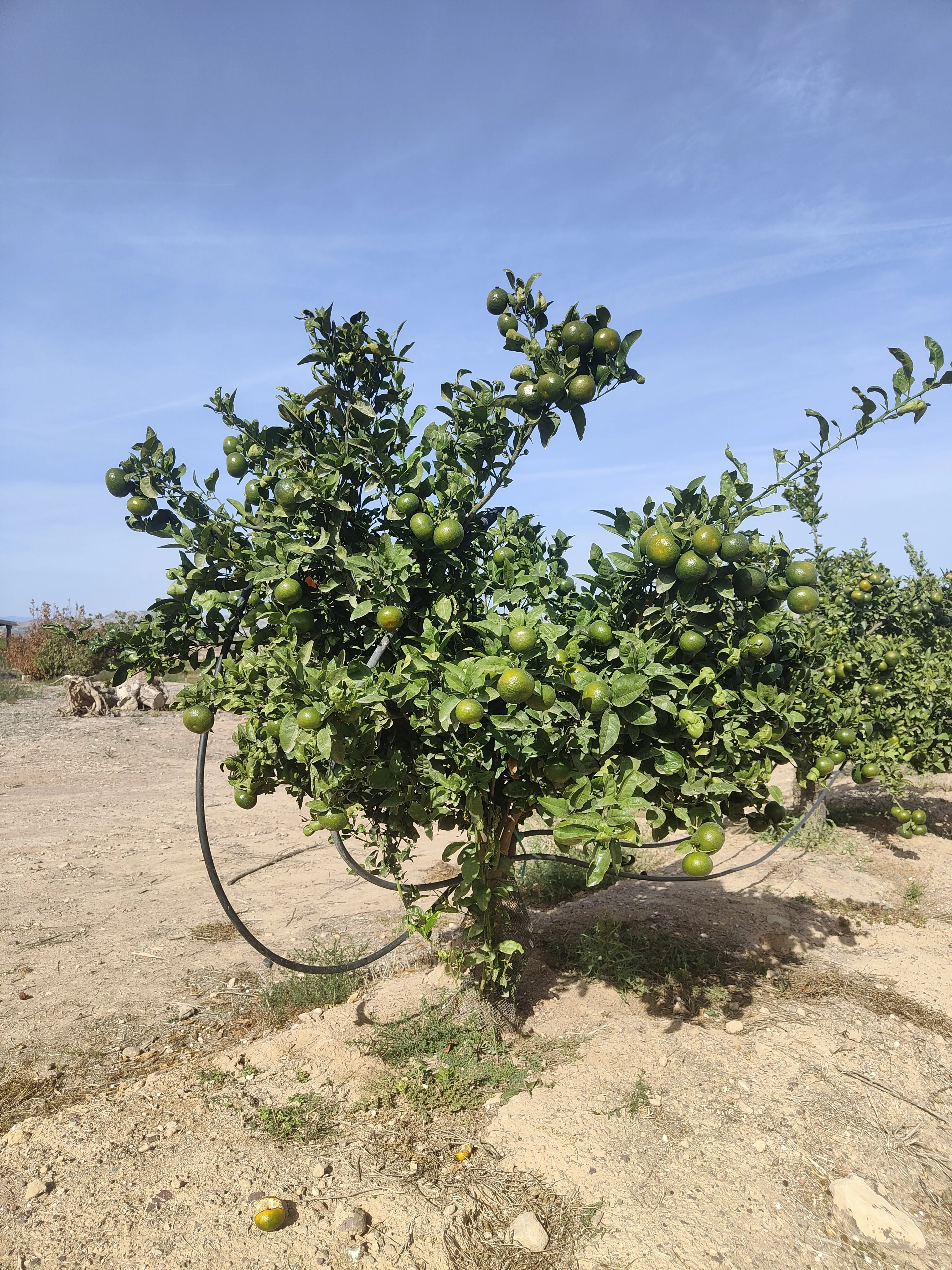 Claveles ornamentales