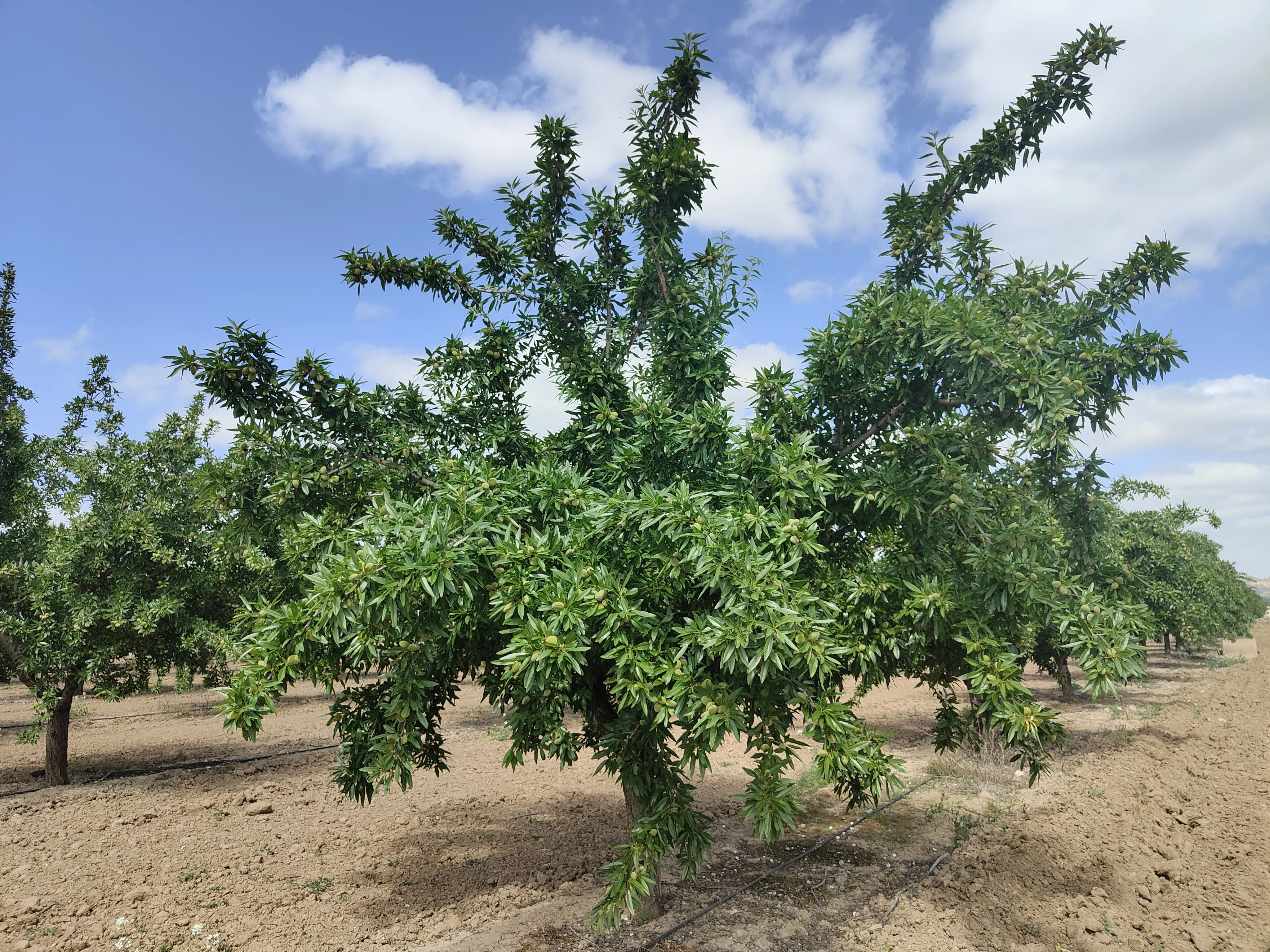 Olivar tratado con Evobacter