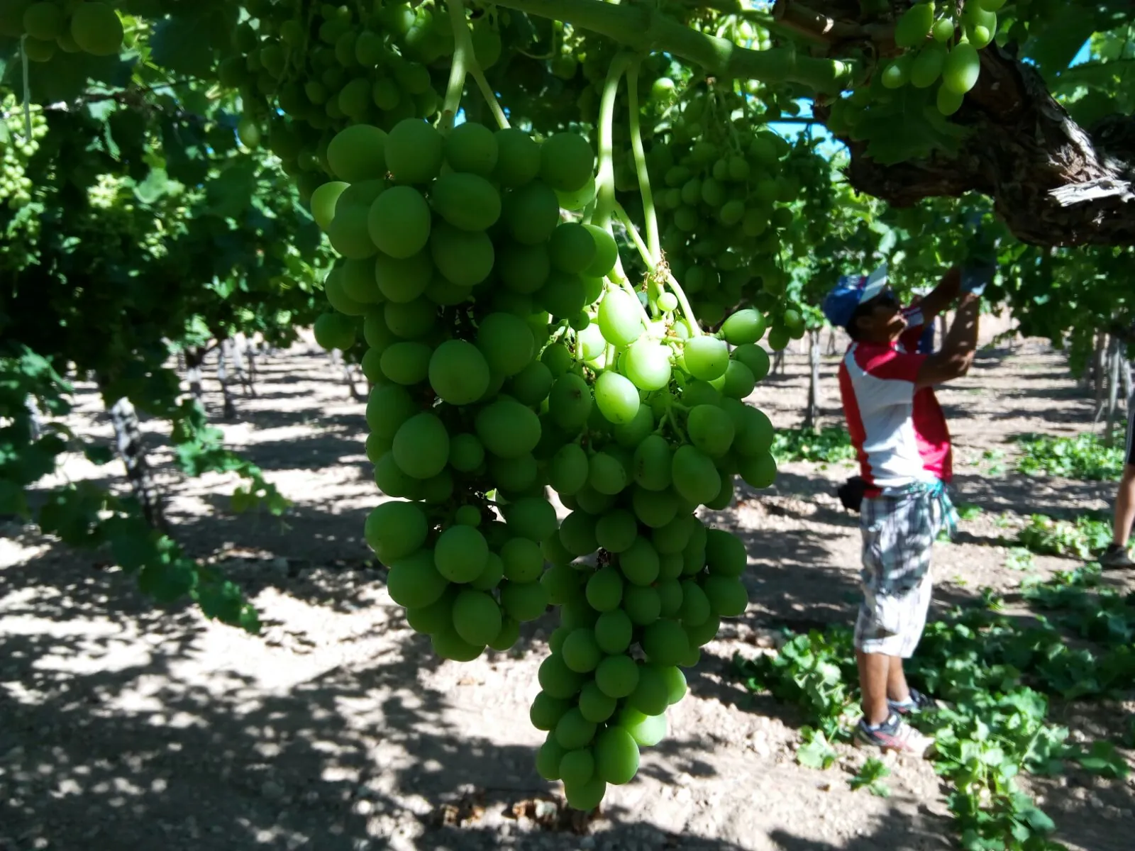 Viñedos en La Rioja
