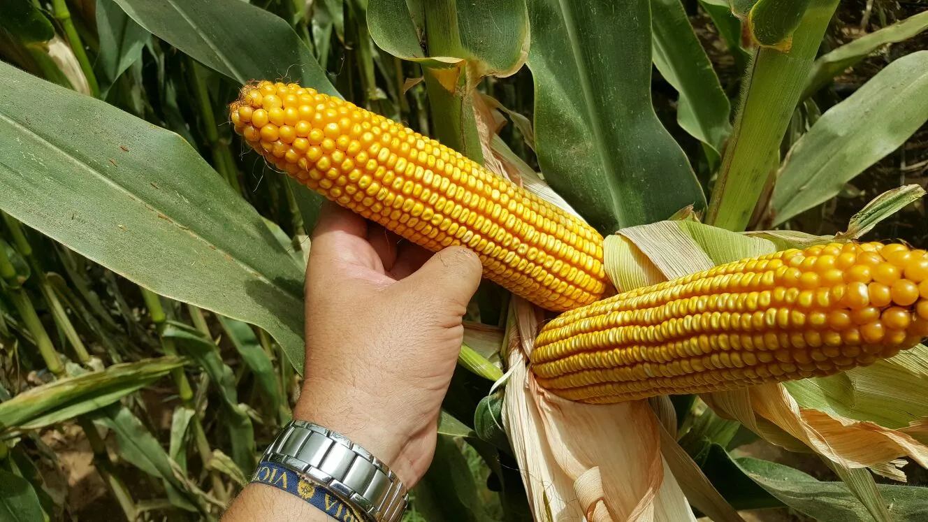 Cultivo de cereales