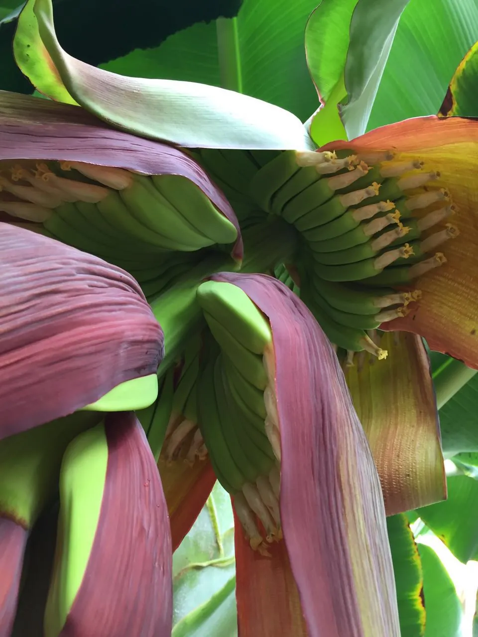 flor de plátano