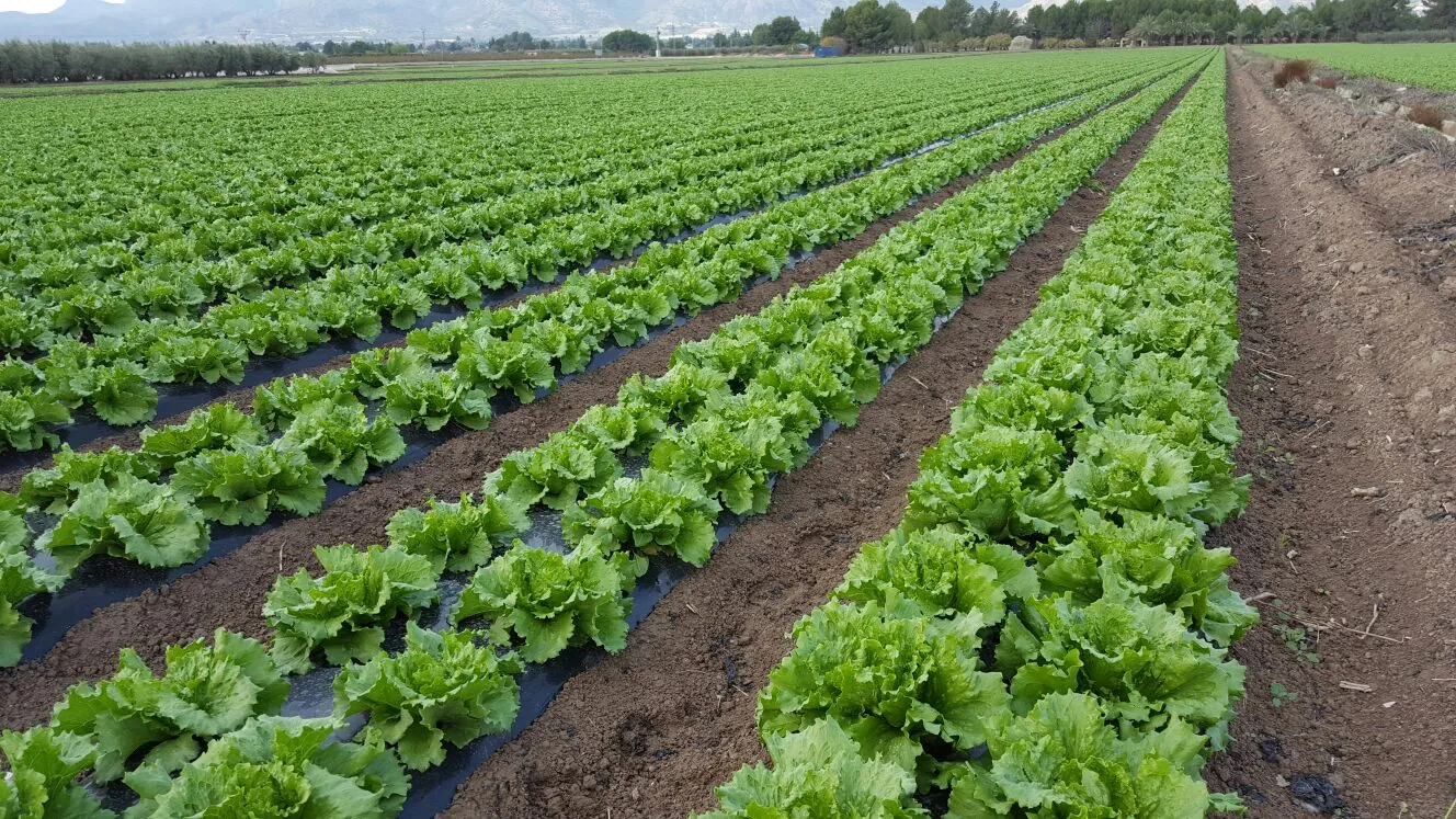 Cultivo de hortalizas
