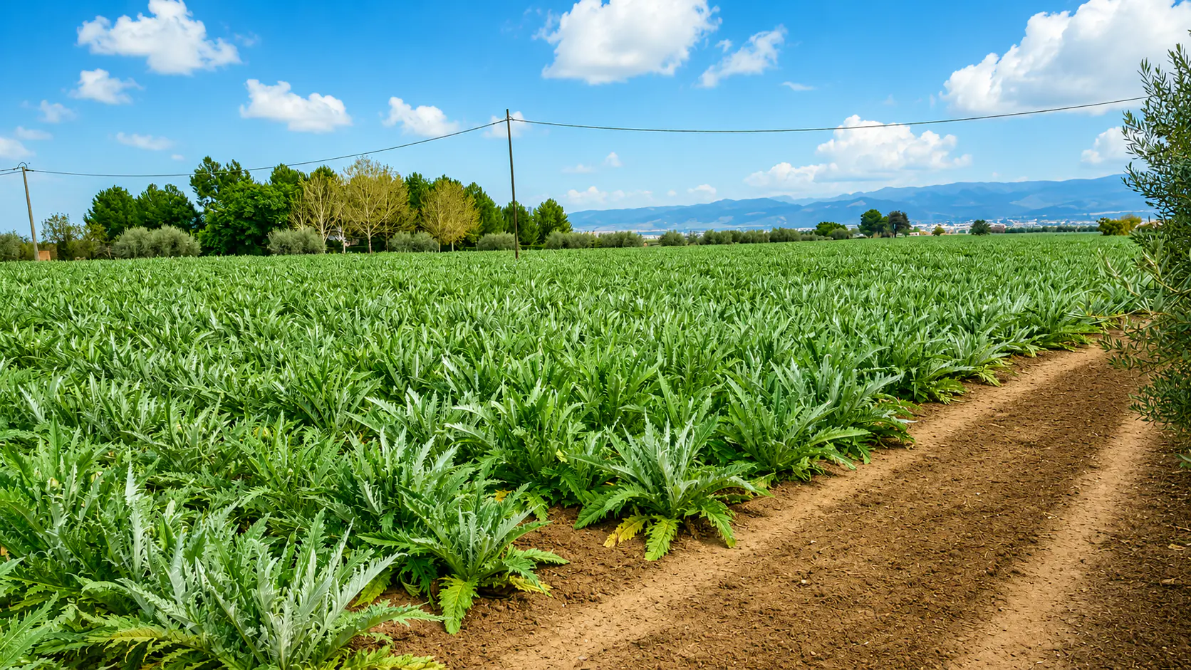 Jardín con productos Orgánicos Sangonera