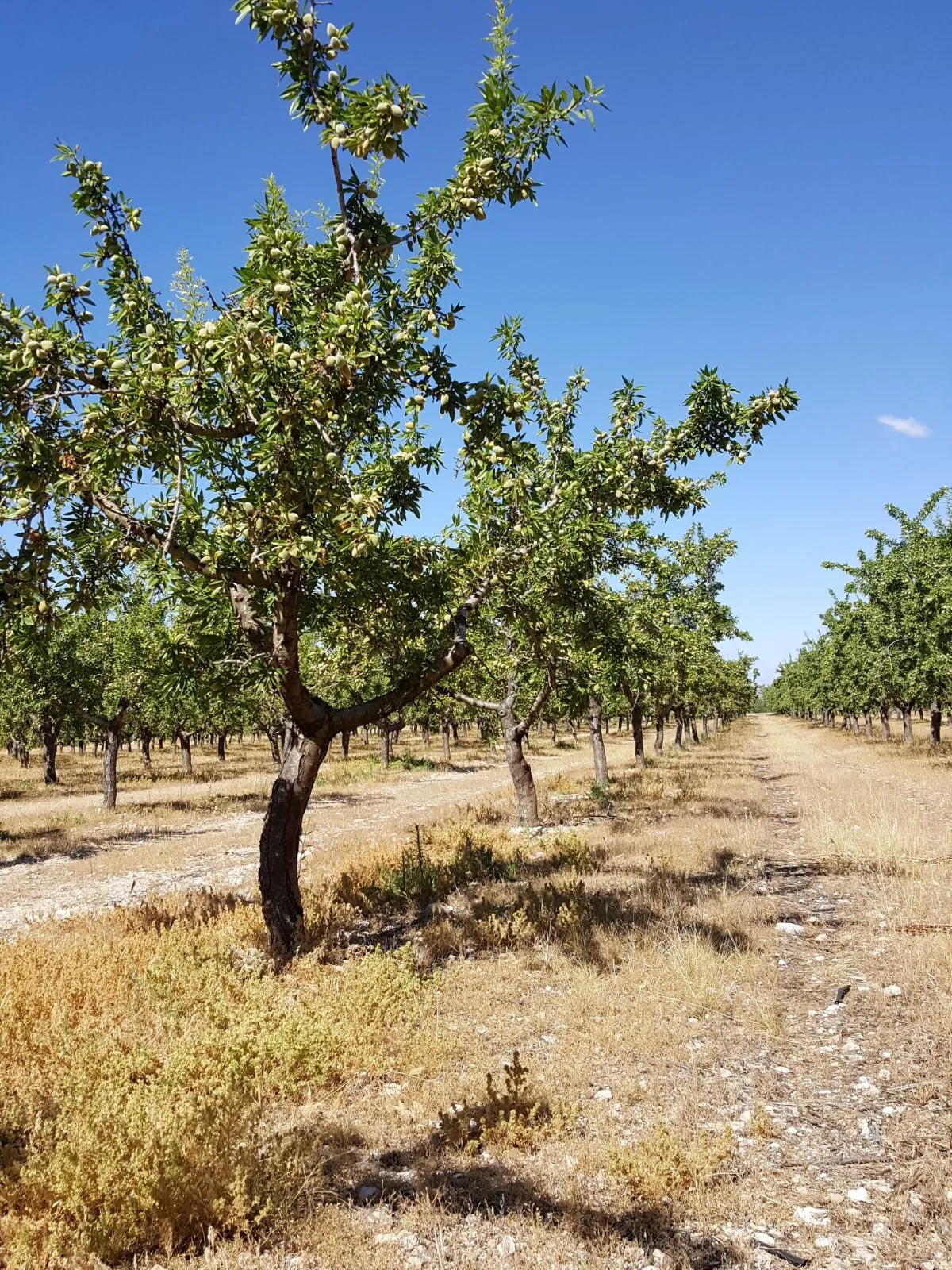 Jardín con productos Orgánicos Sangonera