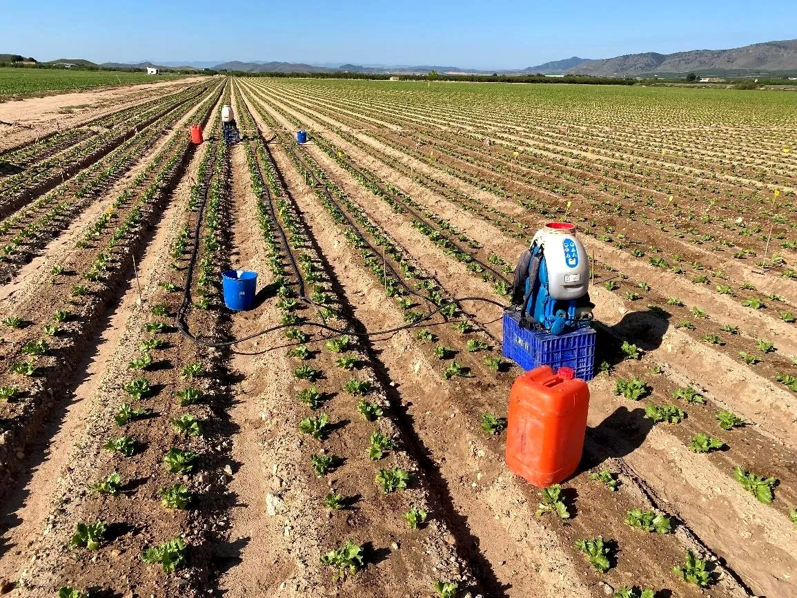 Cultivo orgánico saludable tratado con productos Orgánicos Sangonera