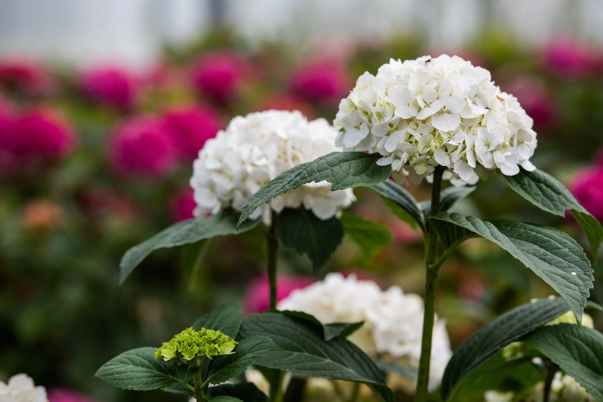 Flores blancas y rosas