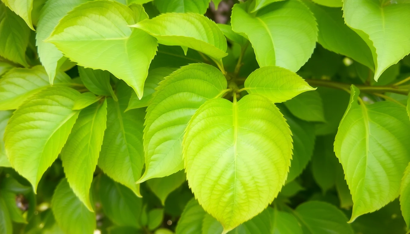 Hojas de durazno verdes y saludables después del tratamiento combinado