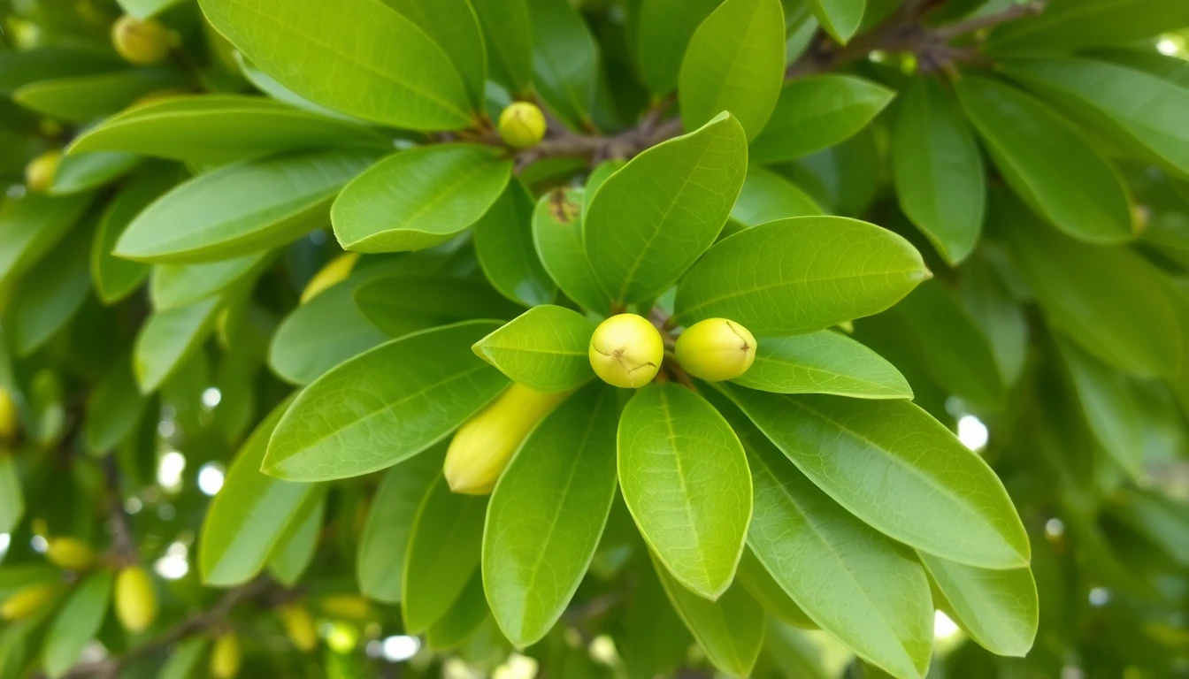 Hojas de almendro sanas después del tratamiento combinado