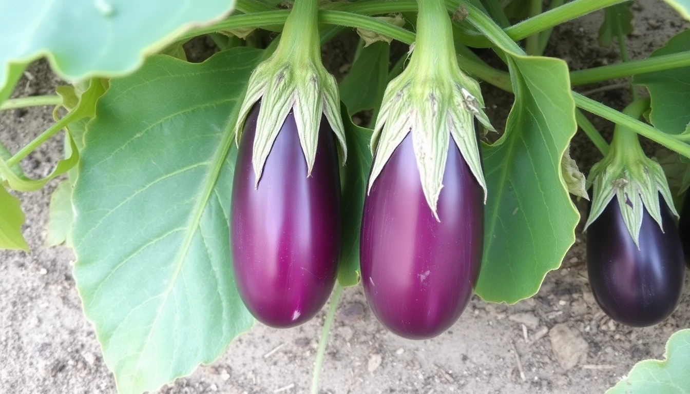 Hojas de berenjena con deficiencia de potasio