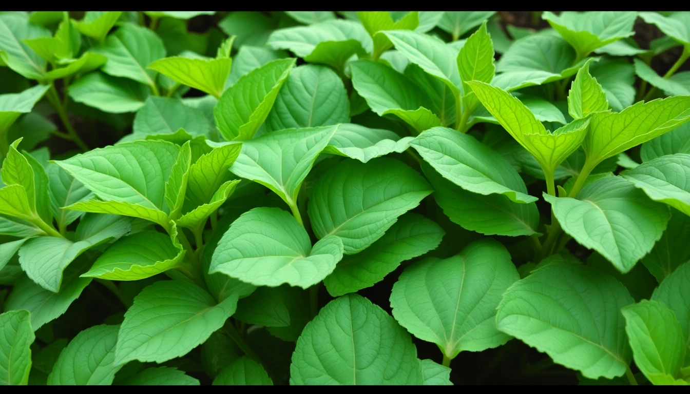 Hojas de leguminosas verdes y saludables después del tratamiento con Evopotasio