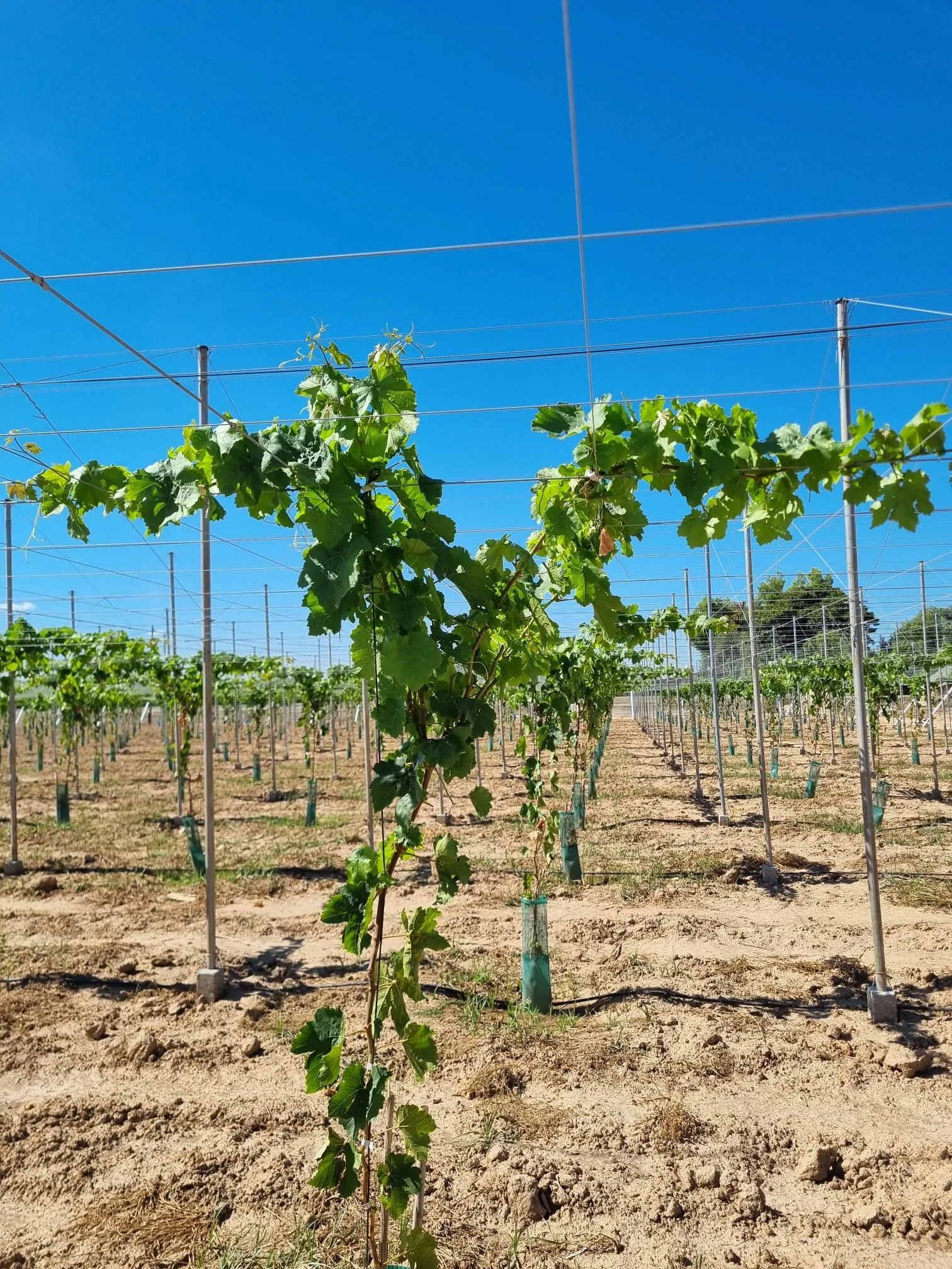 Viñedos tratados con Evoalgas