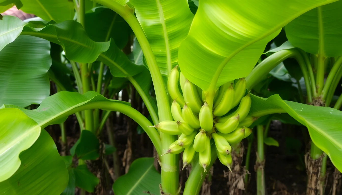 Planta de plátano recuperada después del tratamiento combinado