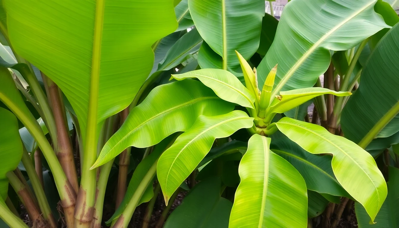 Hojas de plátano sanas después del tratamiento combinado