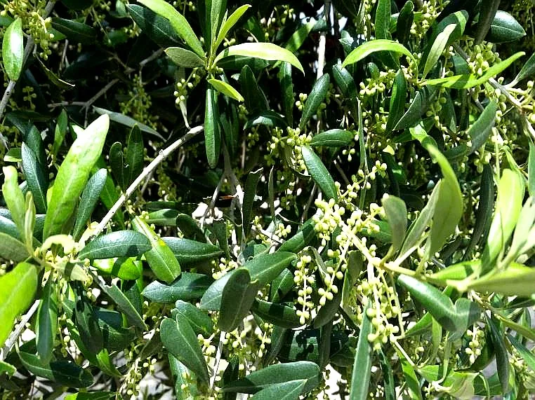 Olivar tratado con Evobacter