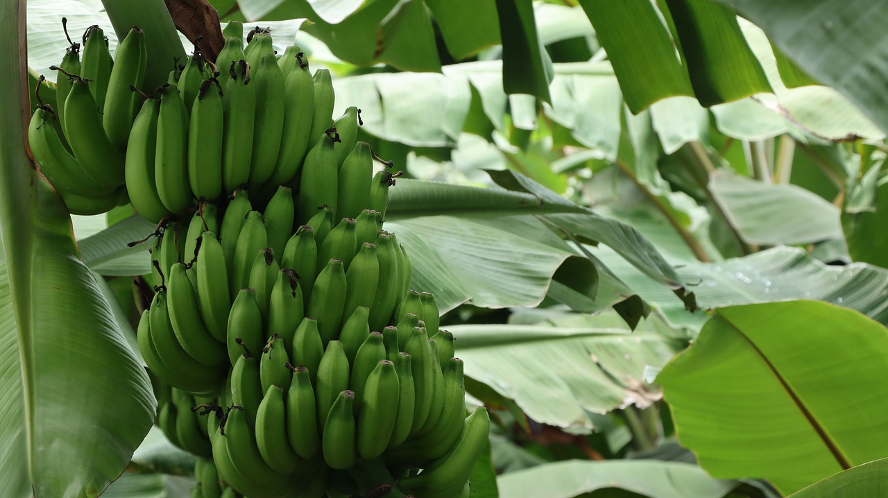 Cultivo de frutas mejorado con Evoalgas